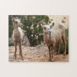 Funny Bighorn Sheep Puzzle