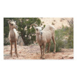 Funny Bighorn Sheep Sticker