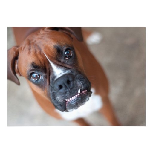 Funny boxer dog invite