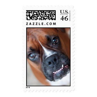 Funny boxer dog stamps