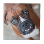 Funny boxer dog tile