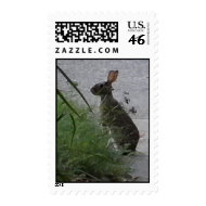 funny bunny postage stamp