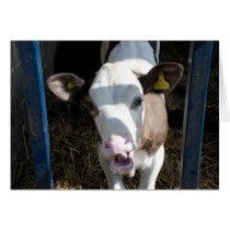 Funny Calf cards