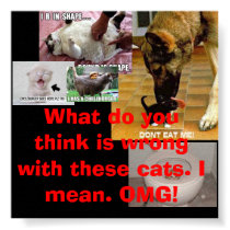 Funny cat 25!!!-7, Funny cat 7-2, Funny cat 13-... posters