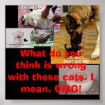 Funny cat 25!!!-7, Funny cat 7-2, Funny cat 13-... posters