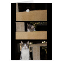 Funny Cat Admirer Greeting Card