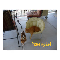 Funny Cat and Dog Poster posters by MalibuJoy Funny Cat and Dog Poster posters