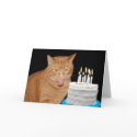 Funny cat birthday cards