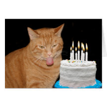 Funny cat birthday greeting card