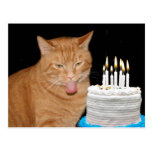 Funny cat birthday postcards