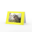 Funny Cat cards