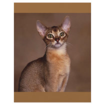 funny_cat_facial_expression_13 custom flyer