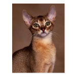 funny_cat_facial_expression_13 postcard