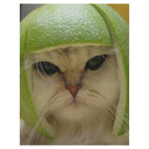 Funny Cat Merchandise Personalized Flyer