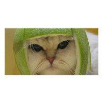 Funny Cat Merchandise Photo Greeting Card
