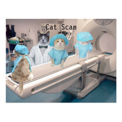 Funny Cat Scan Image Postcard Zazzle