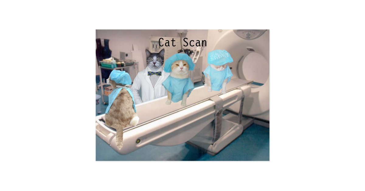Funny Cat Scan Image Postcard Zazzle