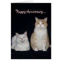 Funny Cats Anniversary Greeting Cards