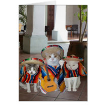 Funny Cats Cinco de Mayo cards