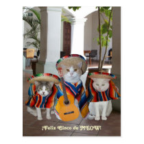 Funny Cats Feliz Cinco de Mayo postcards