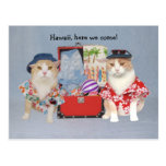 Funny Cats on Cruise Post Cards