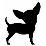 chihuahua, chihuahuas, chihuahua dog, chihuahua