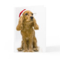 Funny Christmas Card by xmasstore Funny Christmas Card