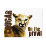 Funny Cougar On the Prowl Postcards