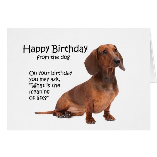 Funny Dachshund Birthday Card Zazzle