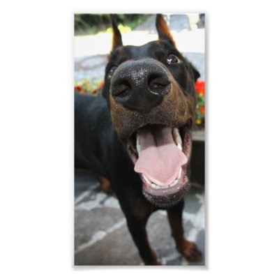 funny doberman pictures