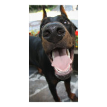 Funny Doberman Picture Card