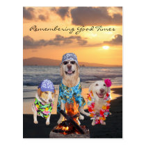 Funny Dog Graduation Party on the Beach Postcard postcards