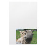Funny Donkey Close Up Custom Stationery