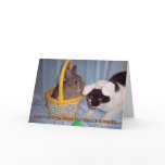 easter, spring, humor, cat, bunny