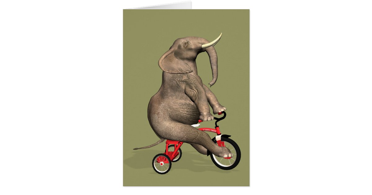 Funny Elephant Riding A Tricycle Card Zazzle