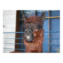 Funny Face Llama posters by donnythed Funny Face Llama posters