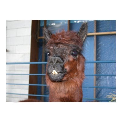 Funny Face Llama Posters by donnythed
