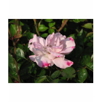 Funny Face Shrub Rose 115 t-shirts