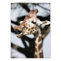 Funny faced reticulated giraffe, San Francisco Greeting Card