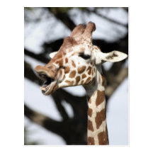 Funny faced reticulated giraffe, San Francisco Postcard