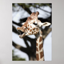 Funny faced reticulated giraffe, San Francisco Posters