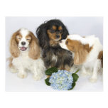 Funny Faces Cavalier King Charles Spaniels Postcard