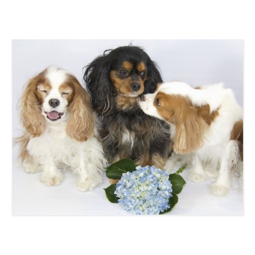 Funny Faces Cavalier King Charles Spaniels Postcard Zazzle