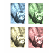 Funny Ferret Gifts T-shirts