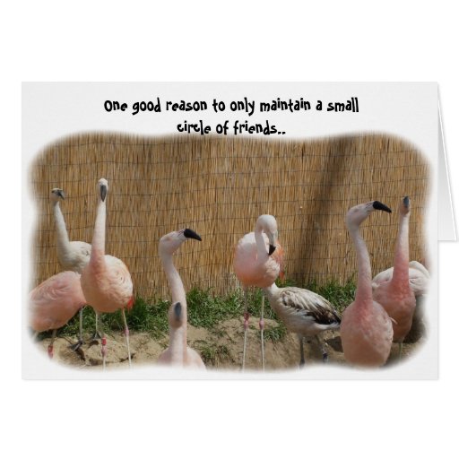 Funny Flamingo Sayings Gifts TShirts, Art, Posters & Other Gift