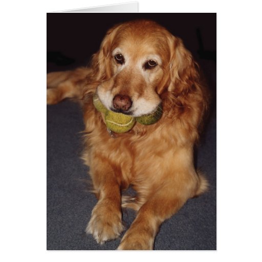 silly golden retriever golden retriever images silly golden retriever golden retriever images