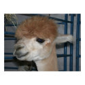 Funny Hairdo on Llama posters by donnythed Funny Hairdo on Llama posters