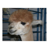 Funny Hairdo on Llama posters by donnythed Funny Hairdo on Llama posters