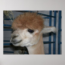 Funny Hairdo on Llama Print