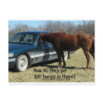 Funny Horse "300 Horse" postcards